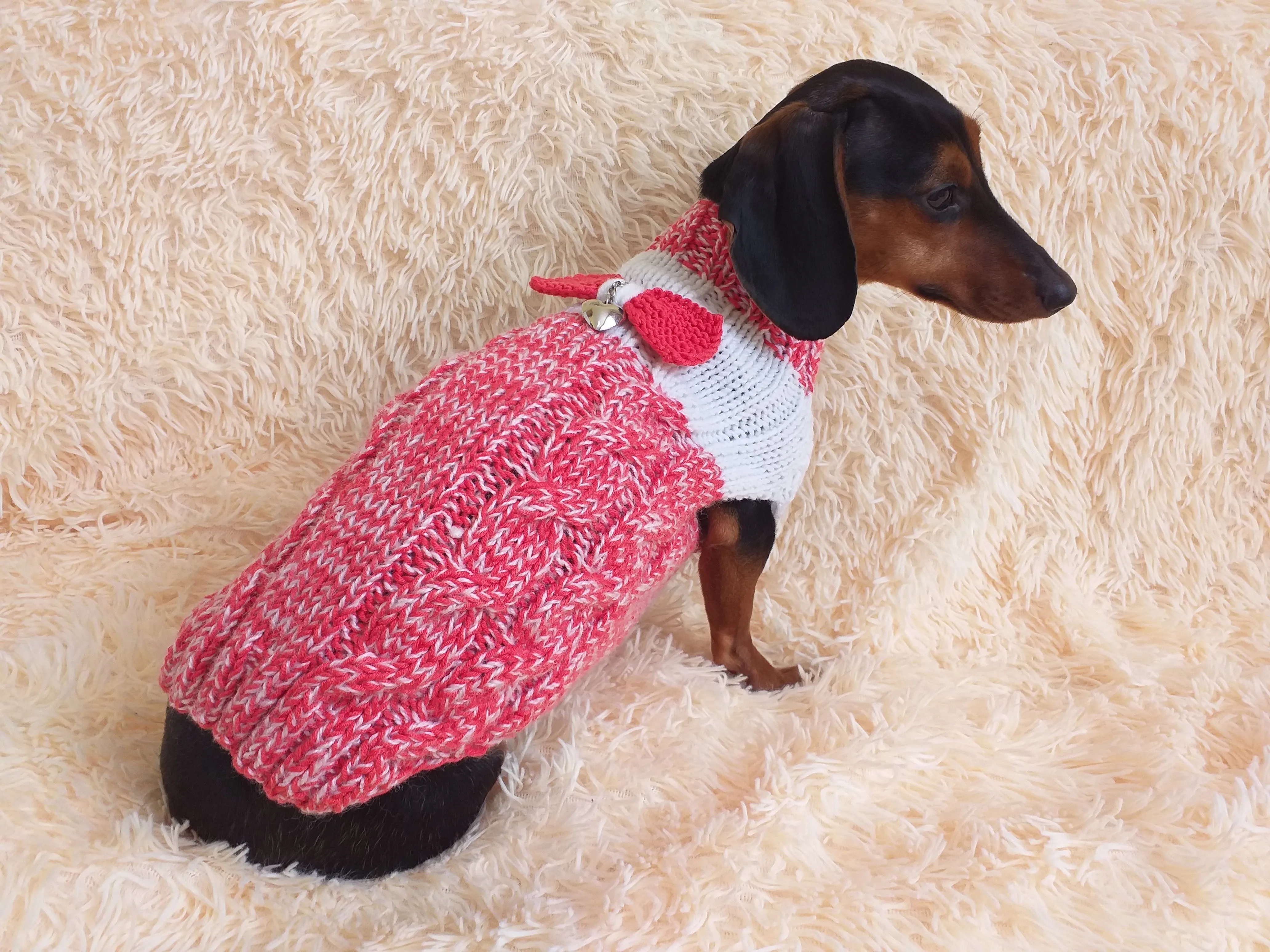 Size L Sweater for mini dachshund with bow,cloches for dachshund or small dog