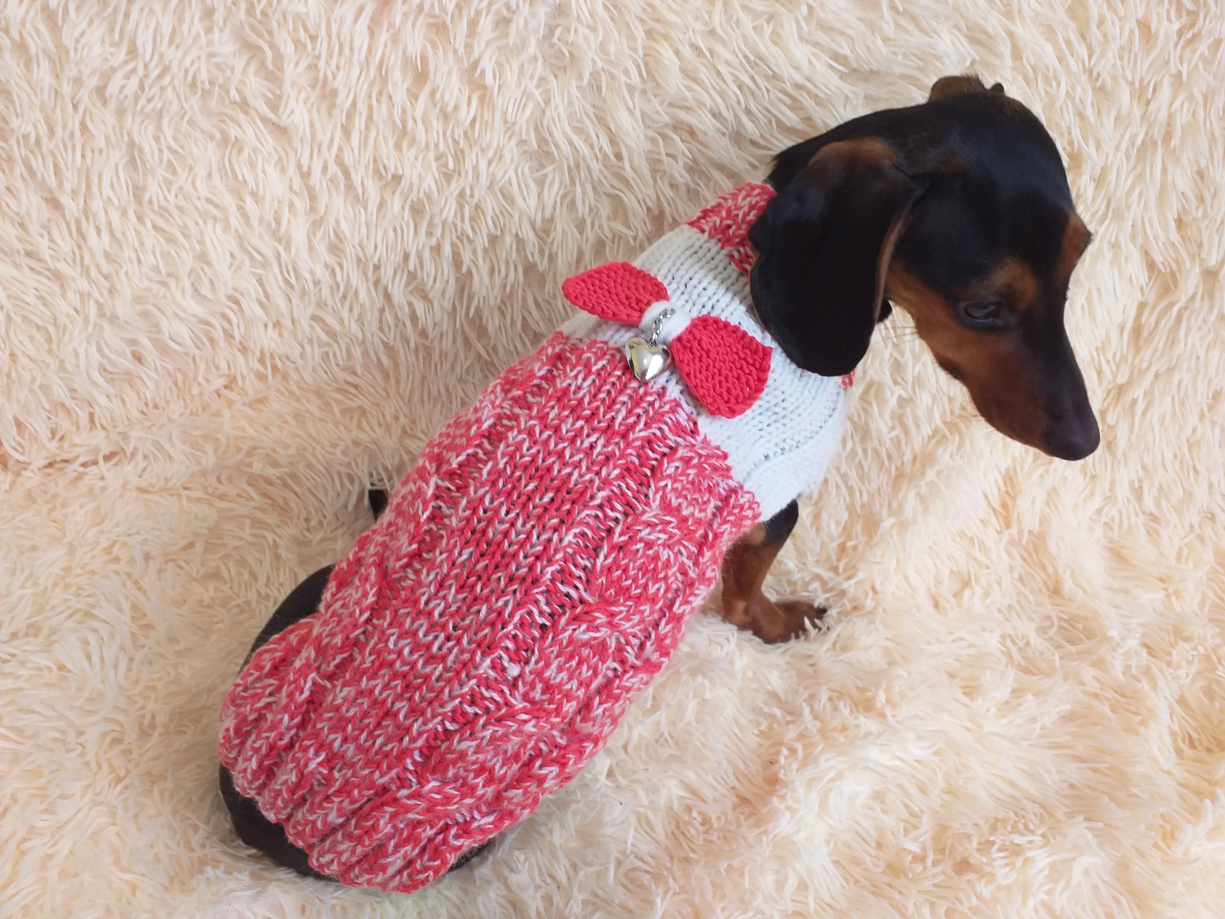 Size L Sweater for mini dachshund with bow,cloches for dachshund or small dog