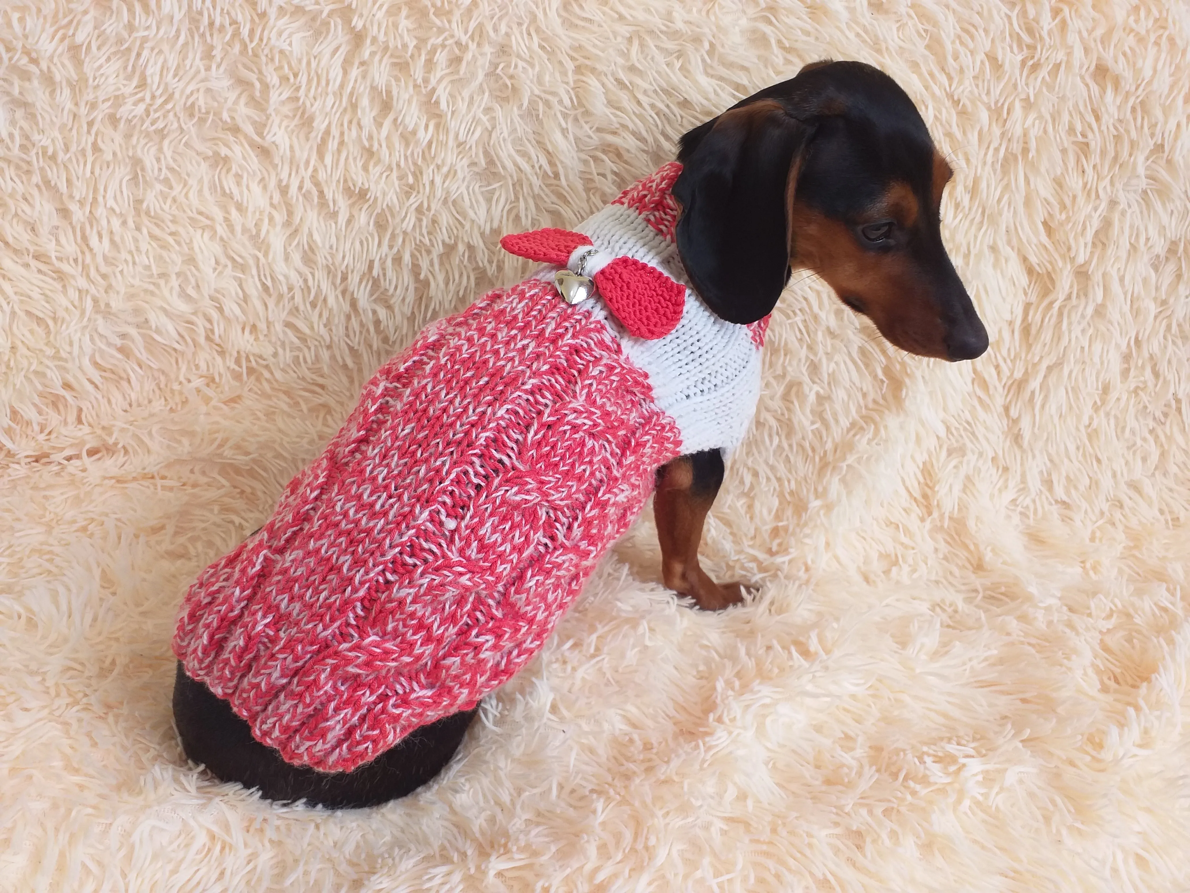 Size L Sweater for mini dachshund with bow,cloches for dachshund or small dog